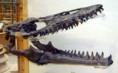 /album/galeria-spinosaurov/mosasaurus-lebka-jpg1/